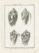 Lamarck Black and White Music Volute Shells 1757 - Panteek Antique Prints