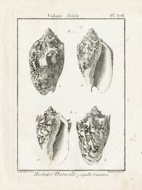 Lamarck Black and White Music Volute Shells 1757 - Panteek Antique Prints