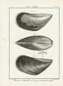 Lamarck Black and White Mussel Shells 1757 - Panteek Antique Prints