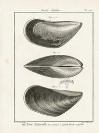 Lamarck Black and White Mussel Shells 1757 - Panteek Antique Prints