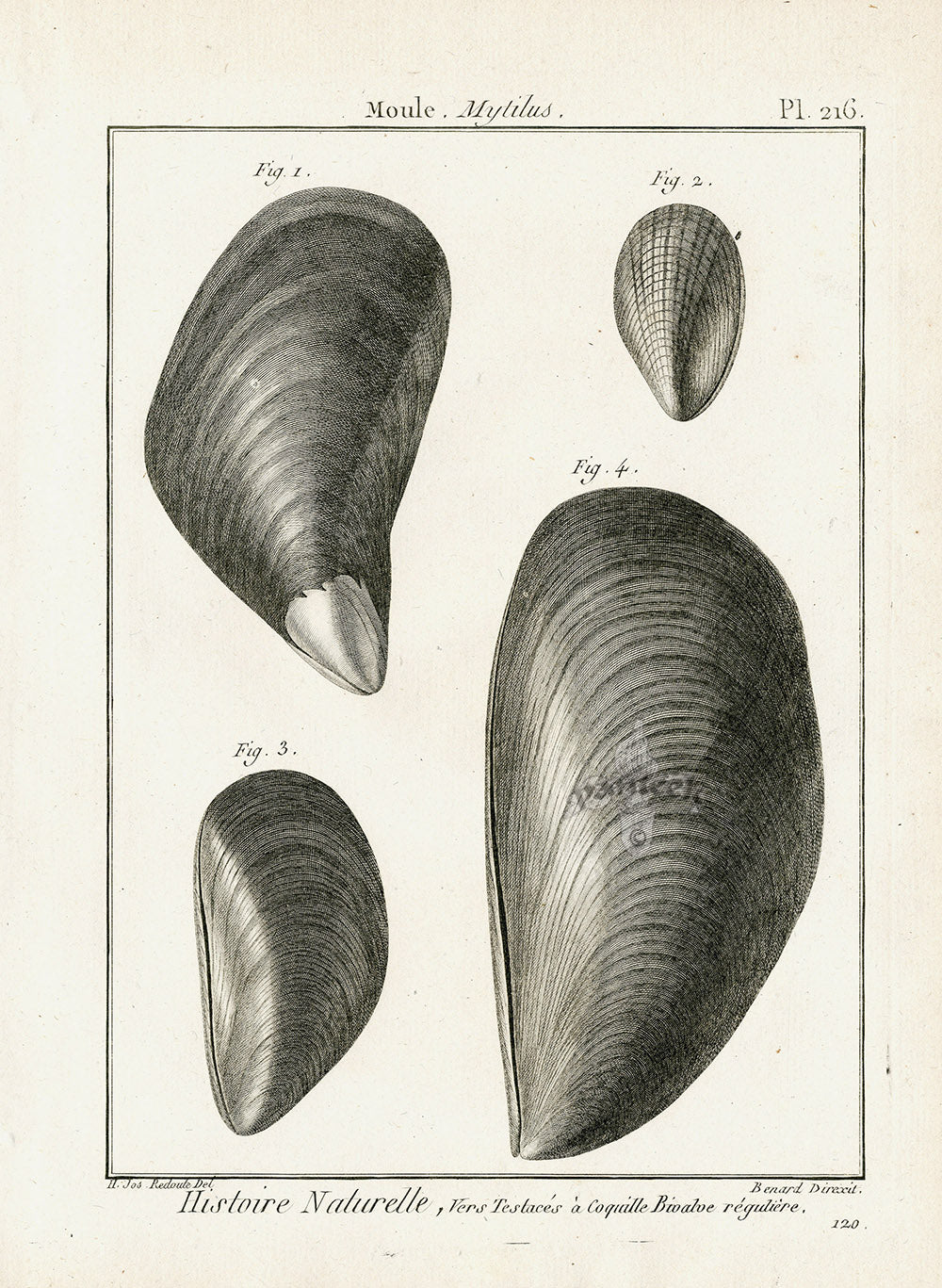 Lamarck Black and White Mytilus Mussel Shells 1757
