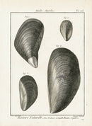 Lamarck Black and White Mytilus Mussel Shells 1757 - Panteek Antique Prints