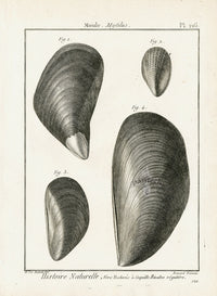 Lamarck Black and White Mytilus Mussel Shells 1757 - Panteek Antique Prints