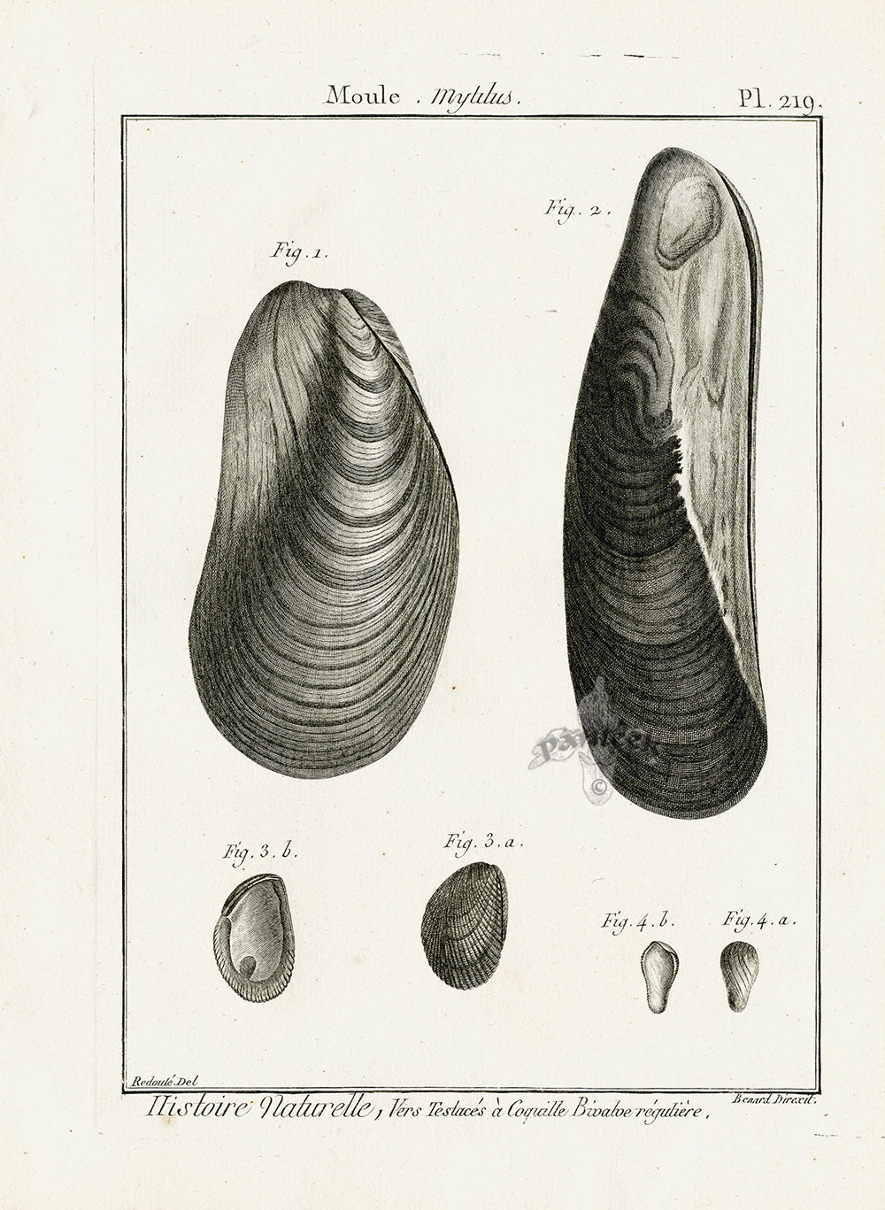 Lamarck Black and White Mytilus Shells 1757