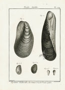 Lamarck Black and White Mytilus Shells 1757 - Panteek Antique Prints