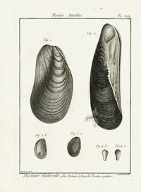 Lamarck Black and White Mytilus Shells 1757 - Panteek Antique Prints