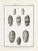 Lamarck Black and White Olive Shells 1757 - Panteek Antique Prints