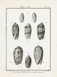 Lamarck Black and White Olive Shells 1757 - Panteek Antique Prints