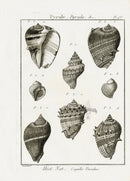 Lamarck Black and White Pear-shaped Shells 1757 - Panteek Antique Prints