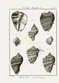 Lamarck Black and White Pear-shaped Shells 1757 - Panteek Antique Prints