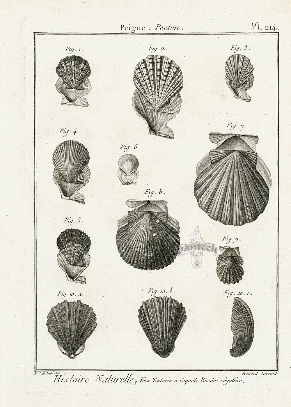 Lamarck Black and White Pecten Shells 1757