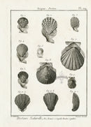 Lamarck Black and White Pecten Shells 1757 - Panteek Antique Prints