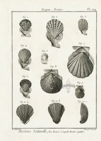 Lamarck Black and White Pecten Shells 1757 - Panteek Antique Prints