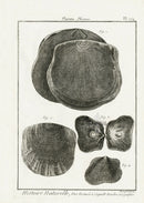 Lamarck Black and White Placuna Shells 1757 - Panteek Antique Prints