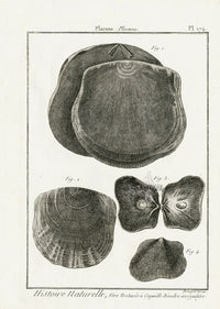 Lamarck Black and White Placuna Shells 1757 - Panteek Antique Prints