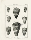 Lamarck Black and White Planorbis Cone Shells 1757 - Panteek Antique Prints
