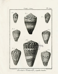 Lamarck Black and White Planorbis Cone Shells 1757 - Panteek Antique Prints