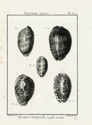 Lamarck Black and White Porcelaine Cypraea Shells 1757 - Panteek Antique Prints