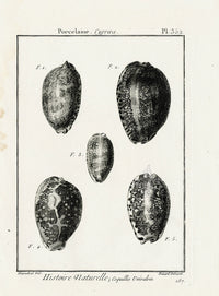 Lamarck Black and White Porcelaine Cypraea Shells 1757 - Panteek Antique Prints