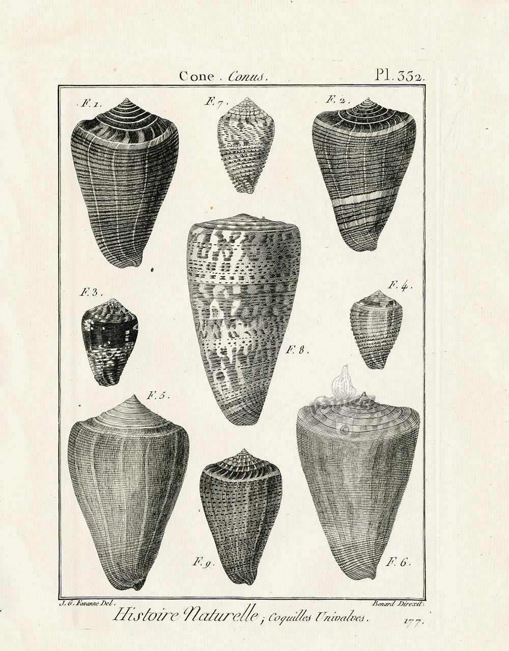 Lamarck Black and White Prometheus Cone Shells 1757