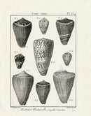 Lamarck Black and White Prometheus Cone Shells 1757 - Panteek Antique Prints