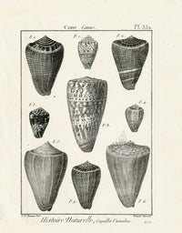 Lamarck Black and White Prometheus Cone Shells 1757 - Panteek Antique Prints