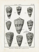 Lamarck Black and White Pygmy Cone Shells 1757 - Panteek Antique Prints