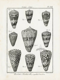 Lamarck Black and White Pygmy Cone Shells 1757 - Panteek Antique Prints