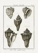 Lamarck Black and White Pyrula Shells 1757 - Panteek Antique Prints