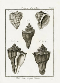 Lamarck Black and White Pyrula Shells 1757 - Panteek Antique Prints
