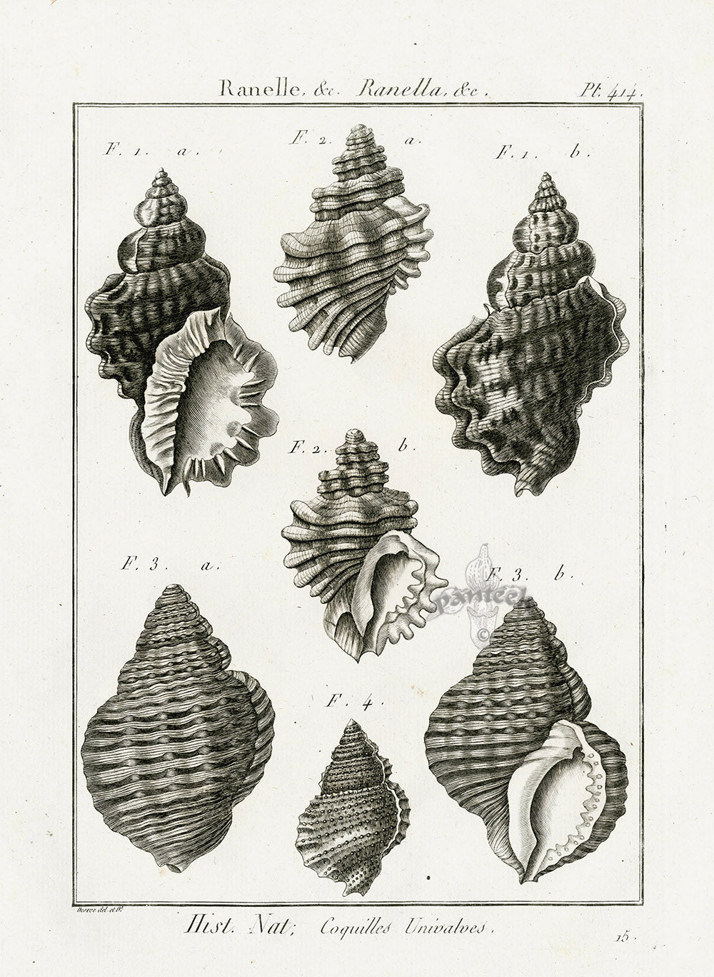 Lamarck Black and White Ranella Shells 1757