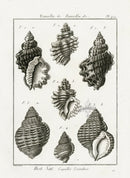 Lamarck Black and White Ranella Shells 1757 - Panteek Antique Prints