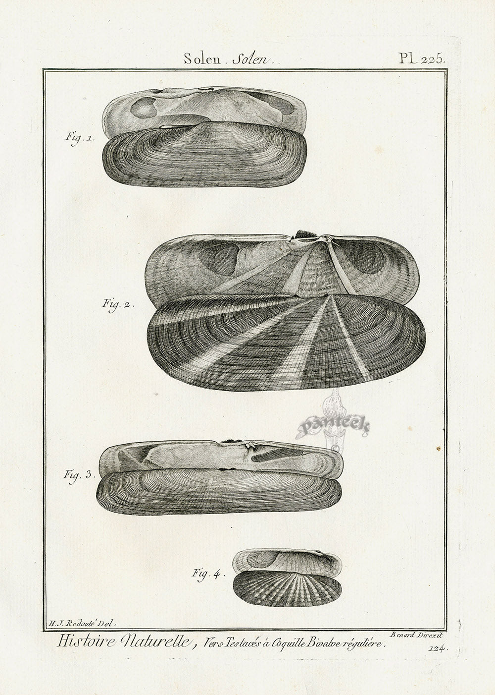 Lamarck Black and White Razor Clam Shells 1757