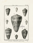 Lamarck Black and White Regular Cone Shells 1757 - Panteek Antique Prints