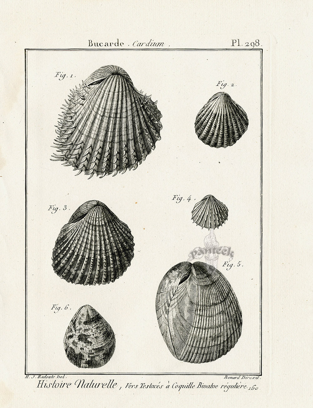 Lamarck Black and White Six Cardium Shells 1757