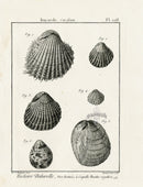 Lamarck Black and White Six Cardium Shells 1757 - Panteek Antique Prints