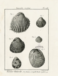 Lamarck Black and White Six Cardium Shells 1757 - Panteek Antique Prints
