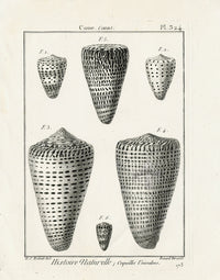 Lamarck Black and White Six Leopard Cone Shells 1757 - Panteek Antique Prints
