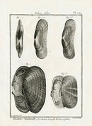 Lamarck Black and White Solen Shells 1757 - Panteek Antique Prints