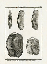 Lamarck Black and White Solen Shells 1757 - Panteek Antique Prints