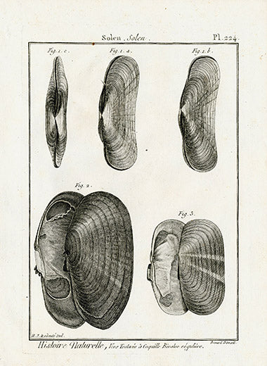 Lamarck Black and White Solen Shells 1757