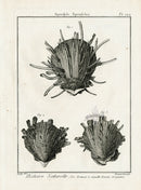 Lamarck Black and White Spiny Oyster Shells 1757 - Panteek Antique Prints