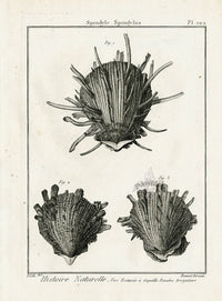 Lamarck Black and White Spiny Oyster Shells 1757 - Panteek Antique Prints