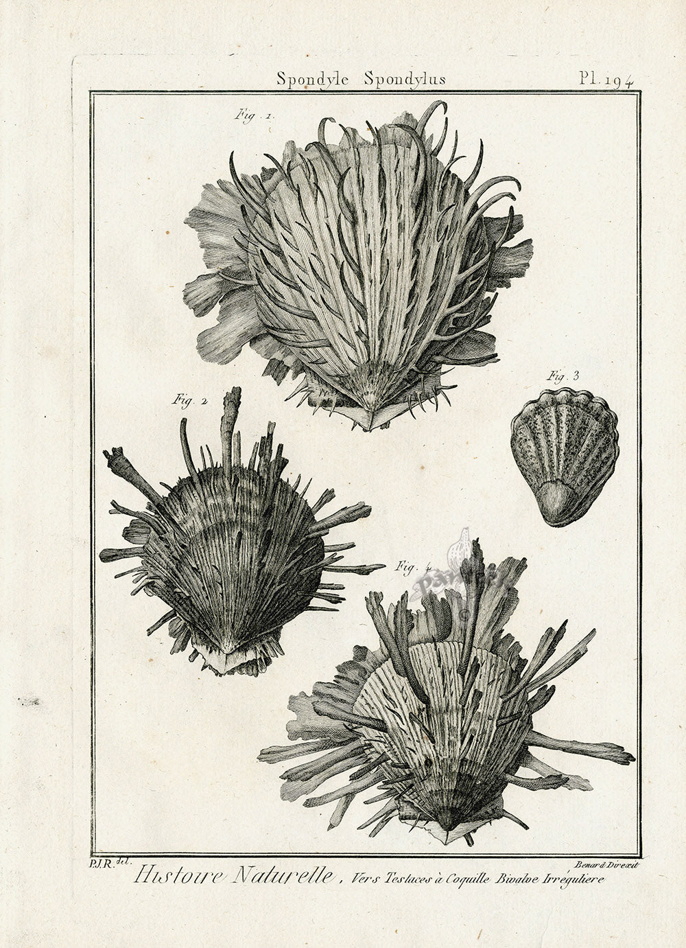 Lamarck Black and White Spondylus Shells 1757