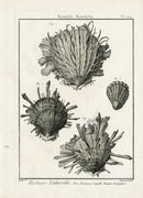 Lamarck Black and White Spondylus Shells 1757 - Panteek Antique Prints