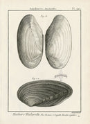 Lamarck Black and White Swan Mussel Shells 1757 - Panteek Antique Prints