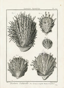 Lamarck Black and White Thorny Oyster Shells 1757 - Panteek Antique Prints