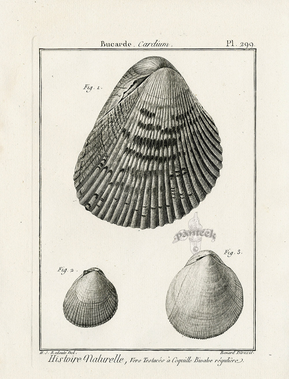 Lamarck Black and White Three Cardium Shells 1757
