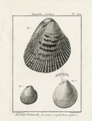 Lamarck Black and White Three Cardium Shells 1757 - Panteek Antique Prints