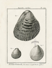 Lamarck Black and White Three Cardium Shells 1757 - Panteek Antique Prints